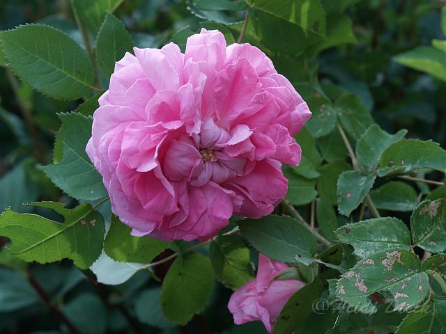 Rosa Baronne Prevost_1.JPG
